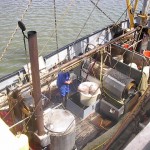 Lossen van garnalen op Lauwersoog, ZK37 (2002).
